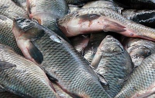 Рыбы на хакасском языке